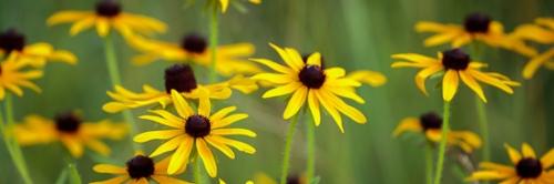 Black-eyed Susan;Bloom;Blossom;Blossoms;Botanical;Brown;Calm;Close-up;Floral;Floweret;Flowering;Flowers;Flowers & Plants;Gold;Healing;Health care;Healthcare;Macro;Nature;Panoramic;Pastoral;Petal;Petals;Spring;Yellow;bloom;botanicals;flora;floral;flower;green;leaves;oneness;orange;peaceful;plant;plants;restful;serene;soothing;tranquil;wildflower;zen